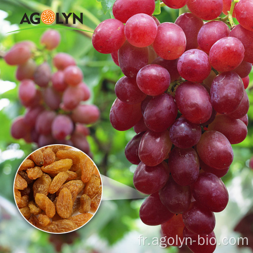 Sultana brun séchée de haute qualité des raisins secs de Xingjiang